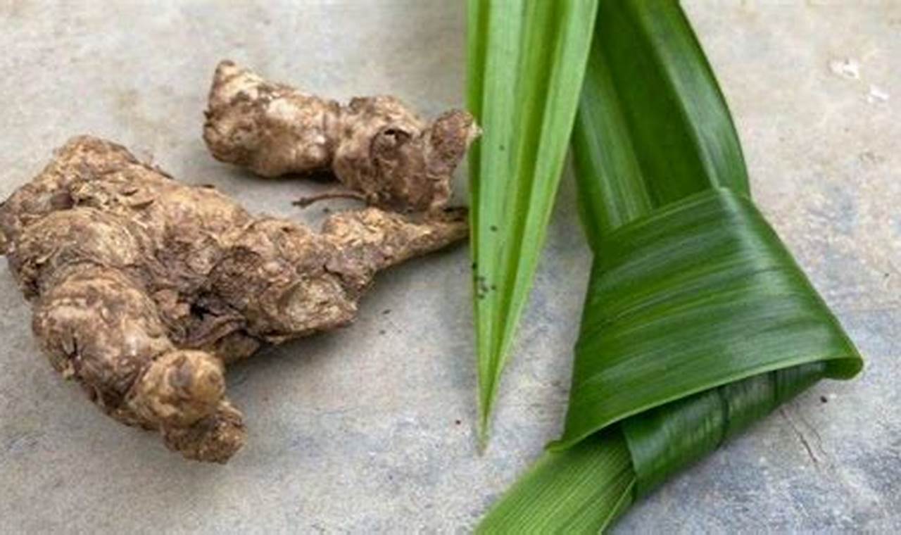 Temukan Manfaat Daun Pandan dan Jahe, Rahasia Alam untuk Hidup Sehat